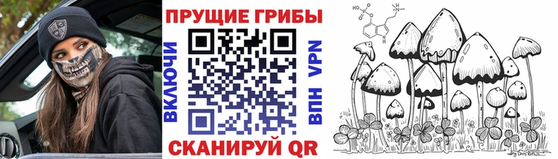 Псилоцибиновые грибы Cubensis  omg сайт  shop Telegram  Калач 